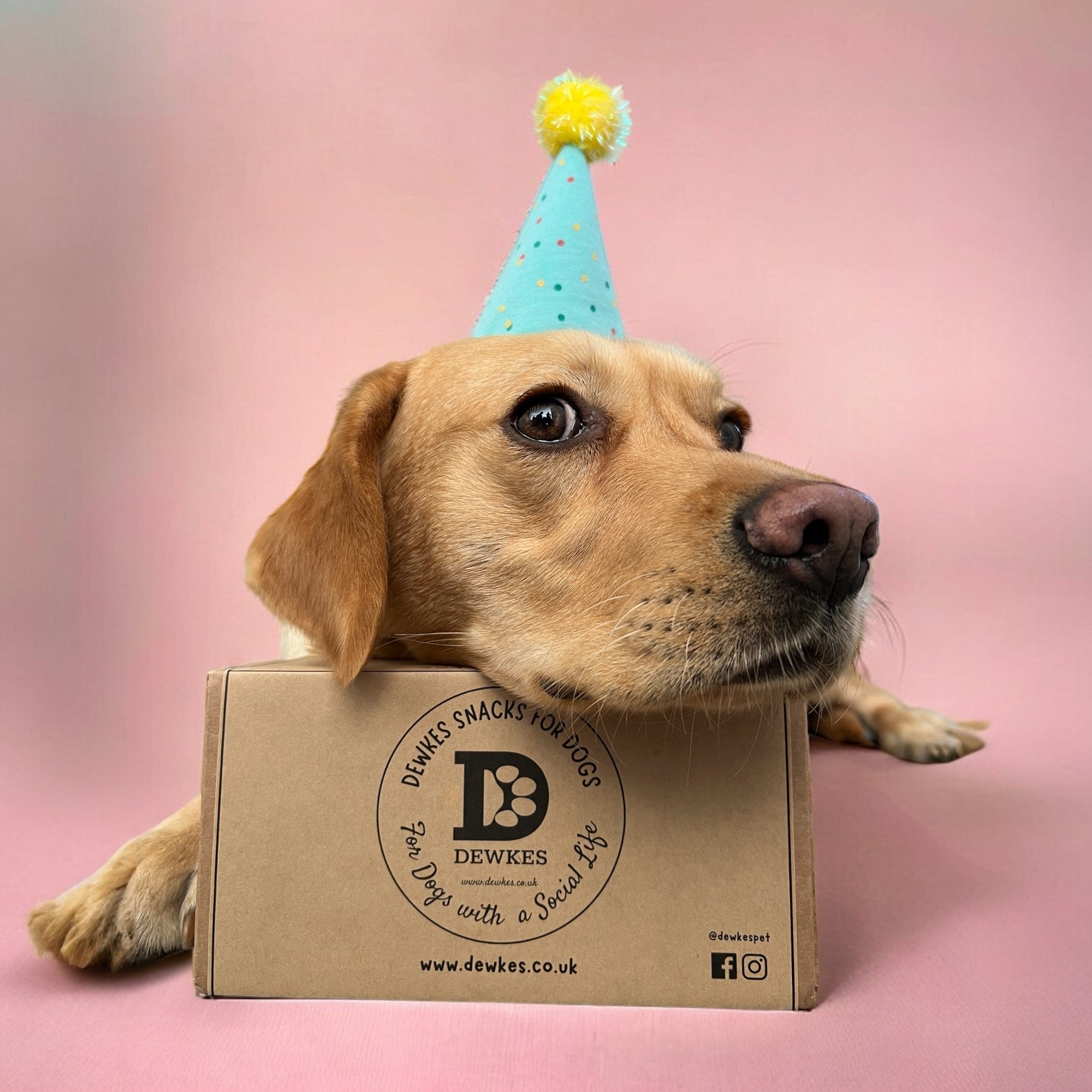 🎉Tips for Celebrating Your Dog's 1st Birthday🐾