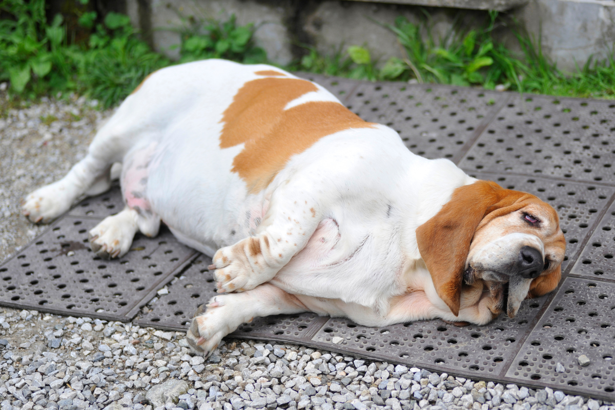 Dog resting while an owner checks its bloated stomach