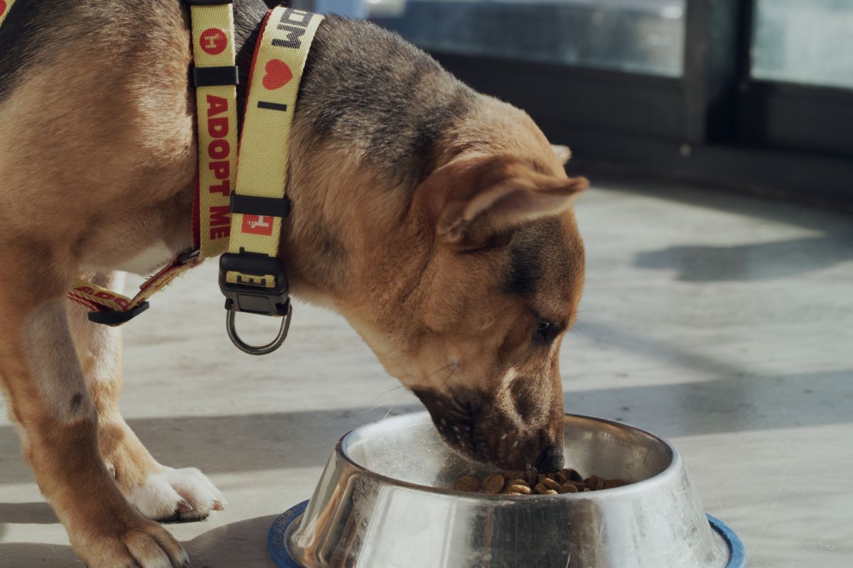 Dog eating from a bowl while gradually changing to new dog food