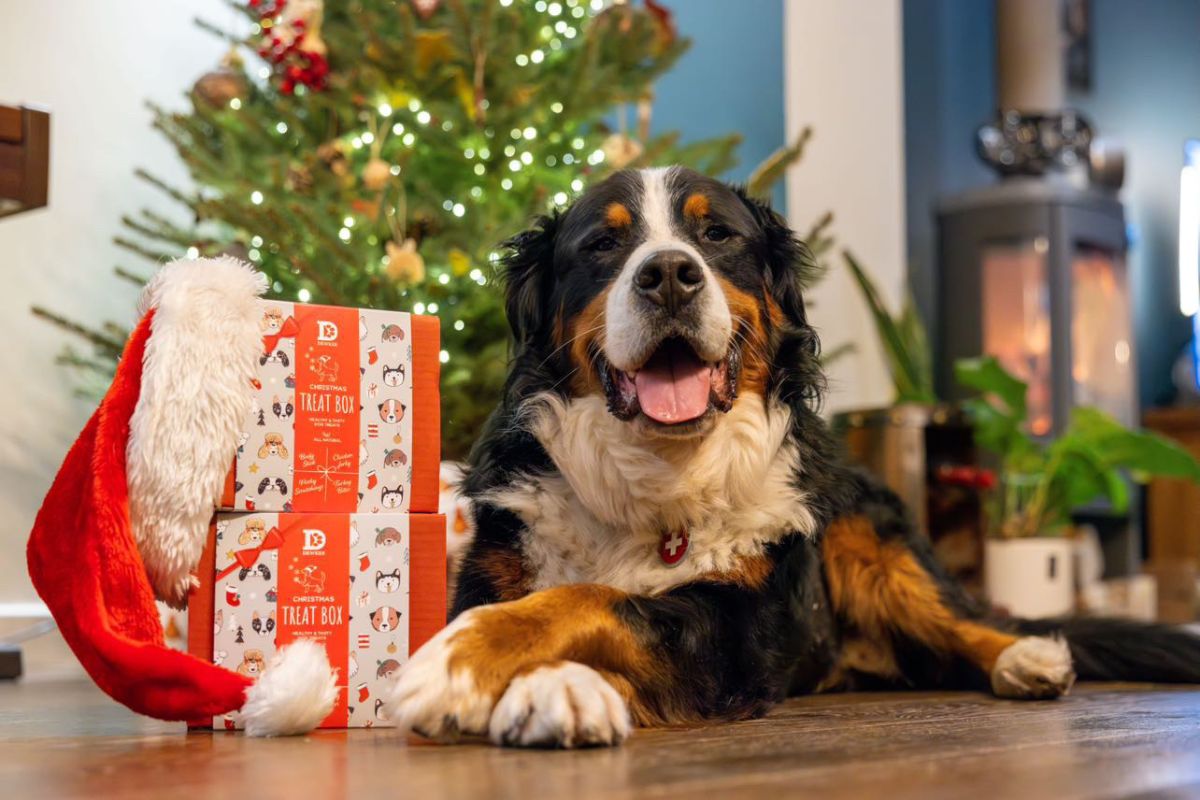 Dog beside a Christmas dinner table with safe and unsafe foods