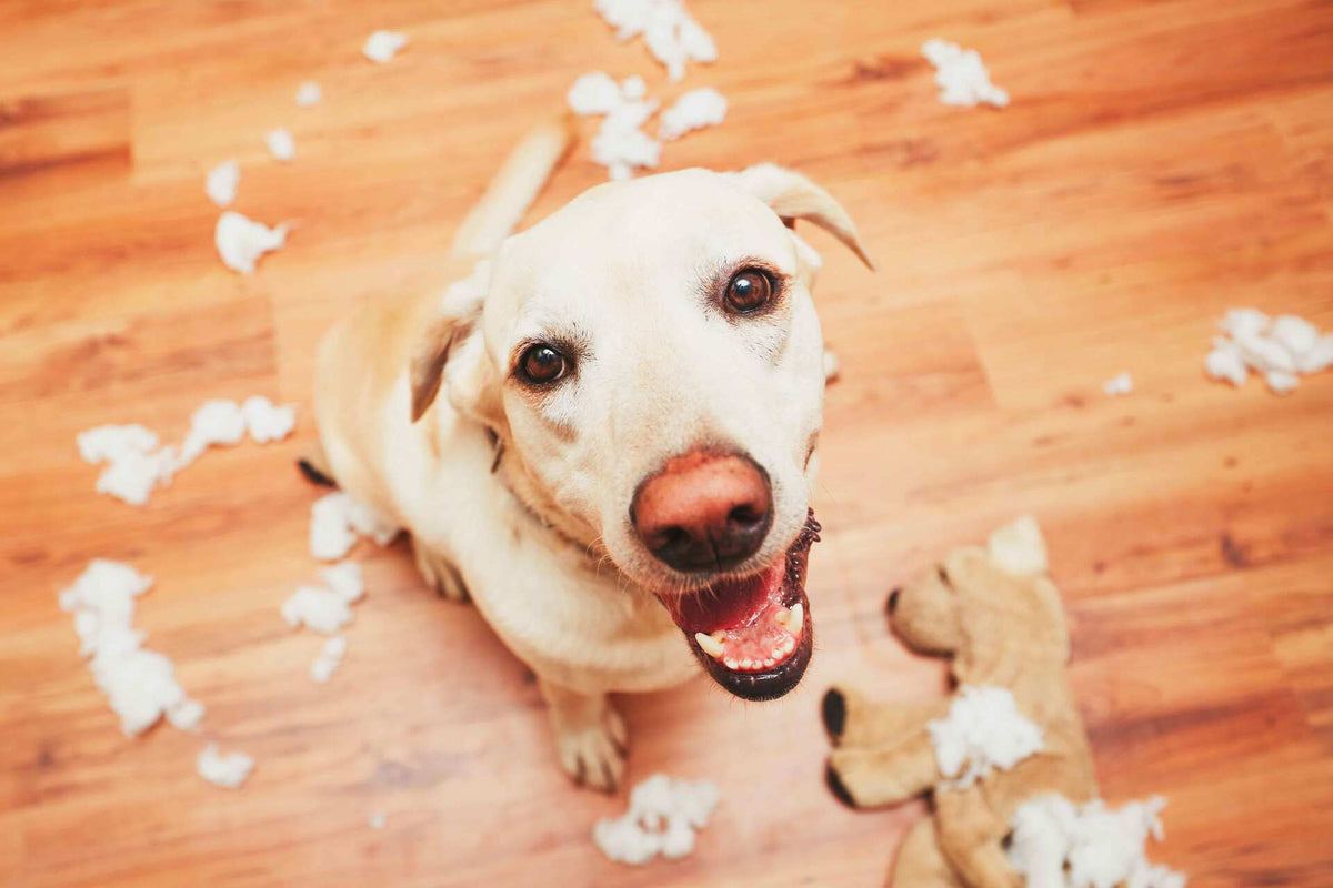 Dog playing with a durable toy