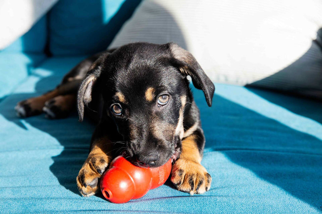 Are KONG Classic toys safe for dogs?