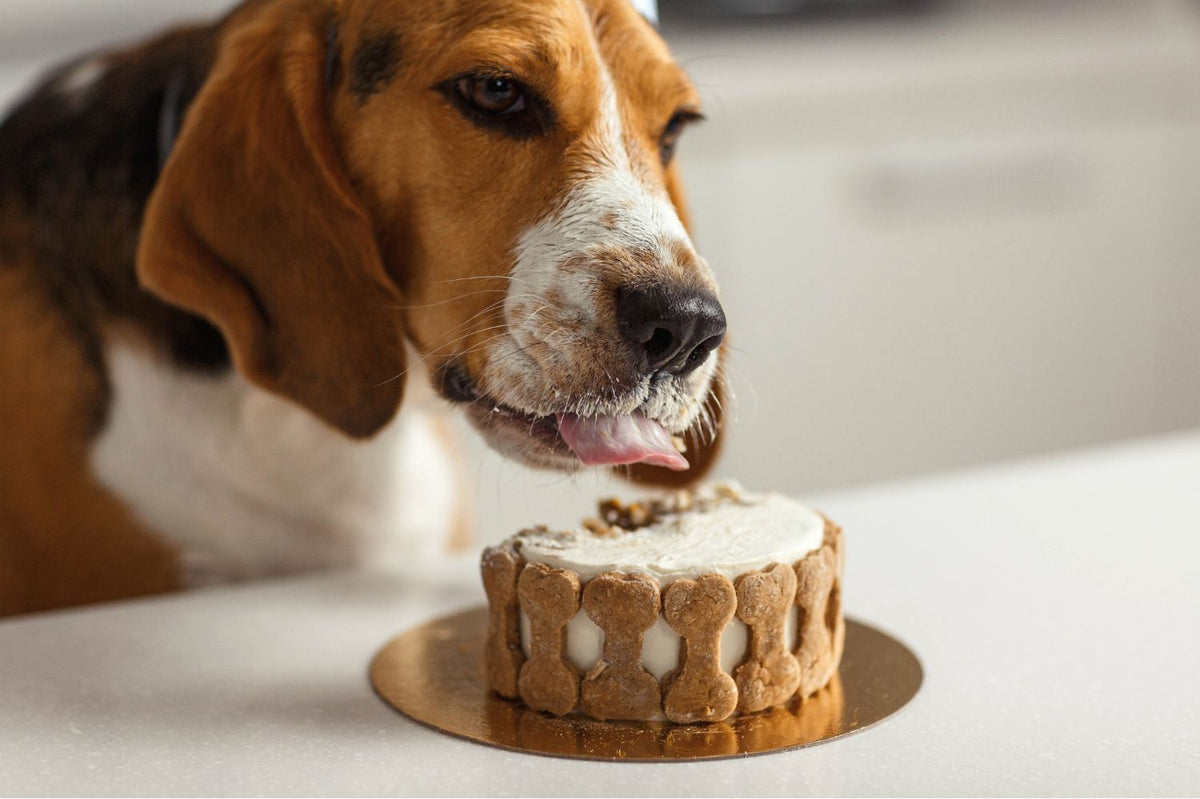 Dog beside a homemade dog-friendly birthday cake