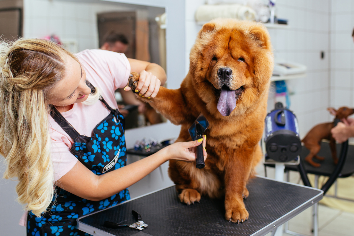 Dog Grooming: Keeping your Pet Healthy and Happy