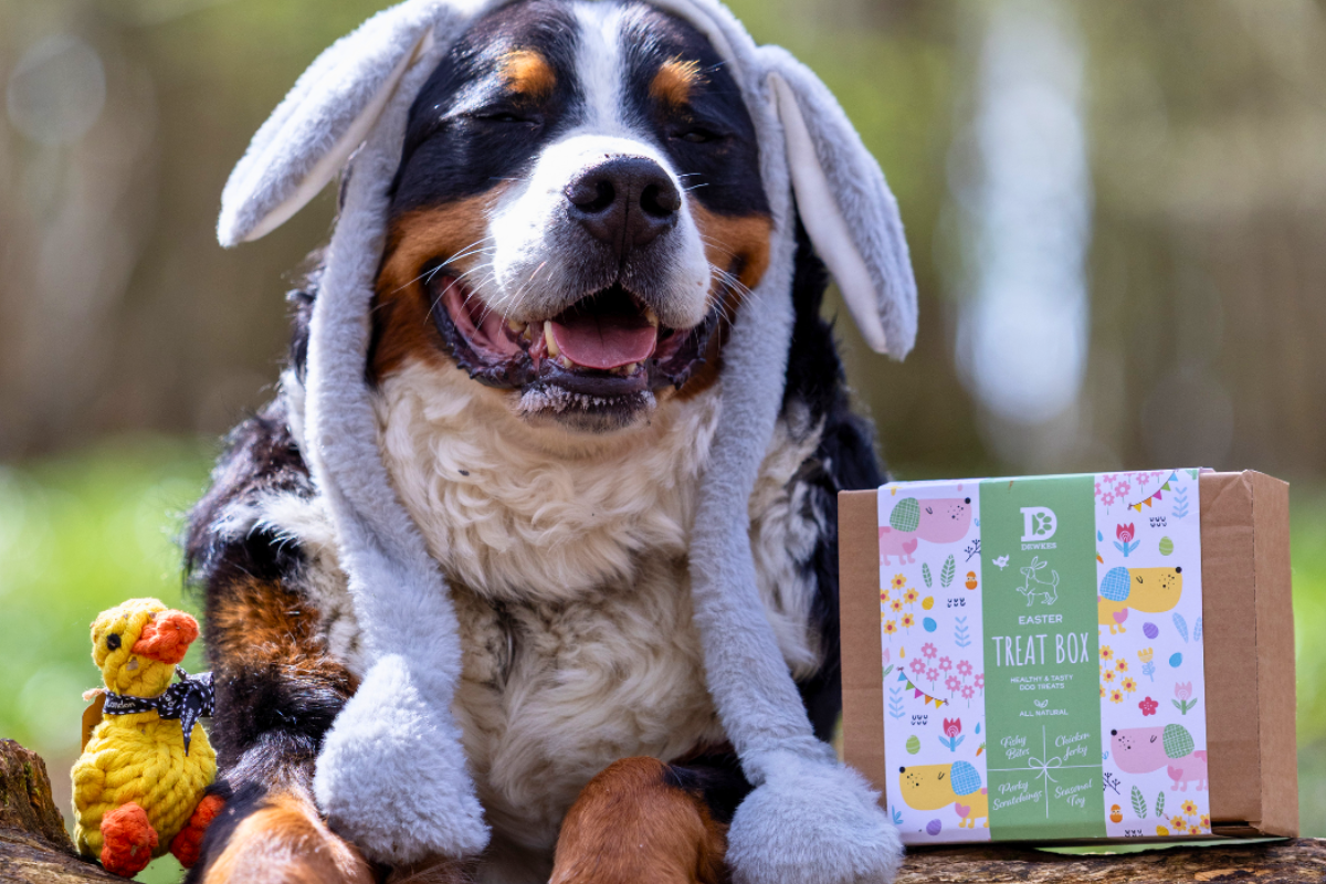 Dog searching for treats during an Easter egg hunt