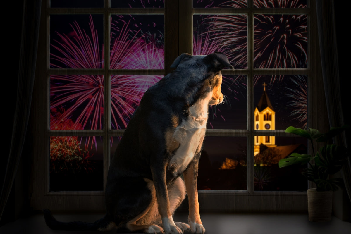 How to Keep Your Dog Calm on Bonfire Night