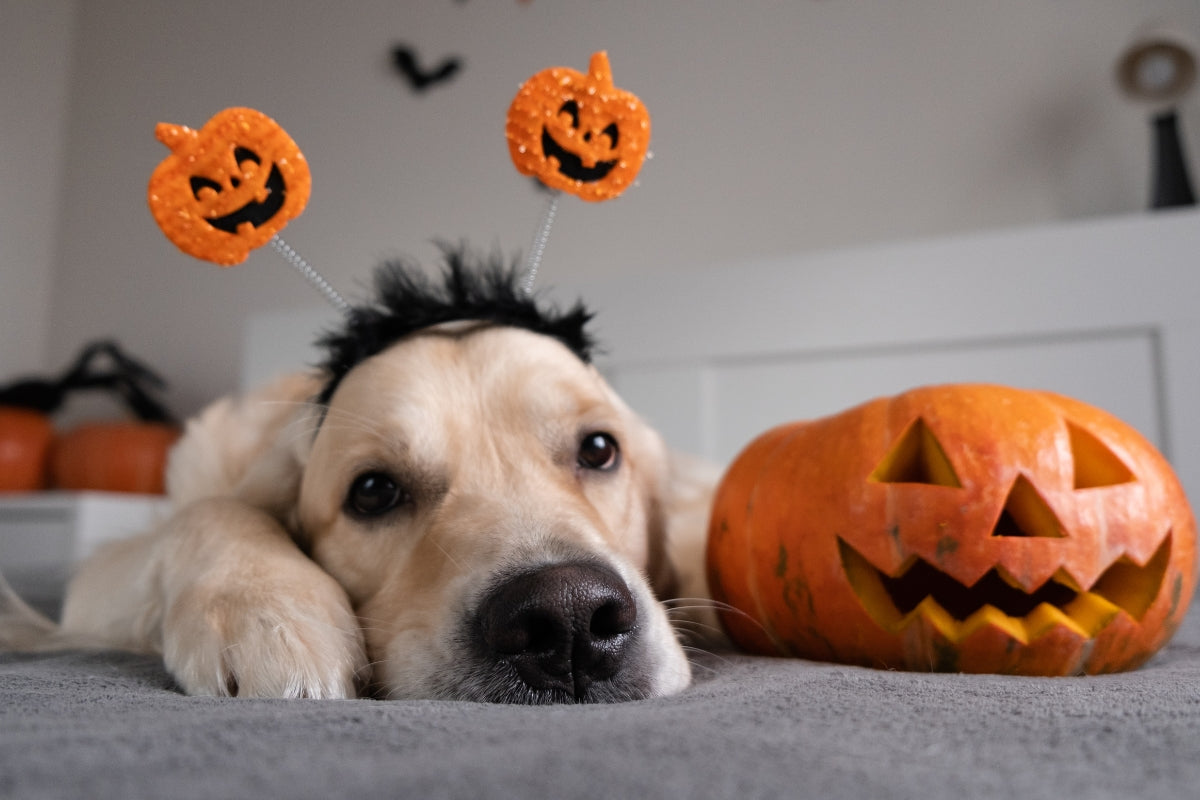 How to Keep Your Dog Calm on Halloween