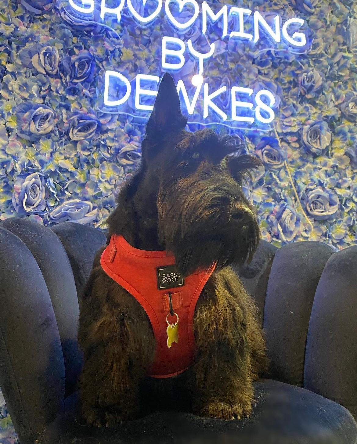 Dog Grooming: Keeping your Pet Healthy and Happy