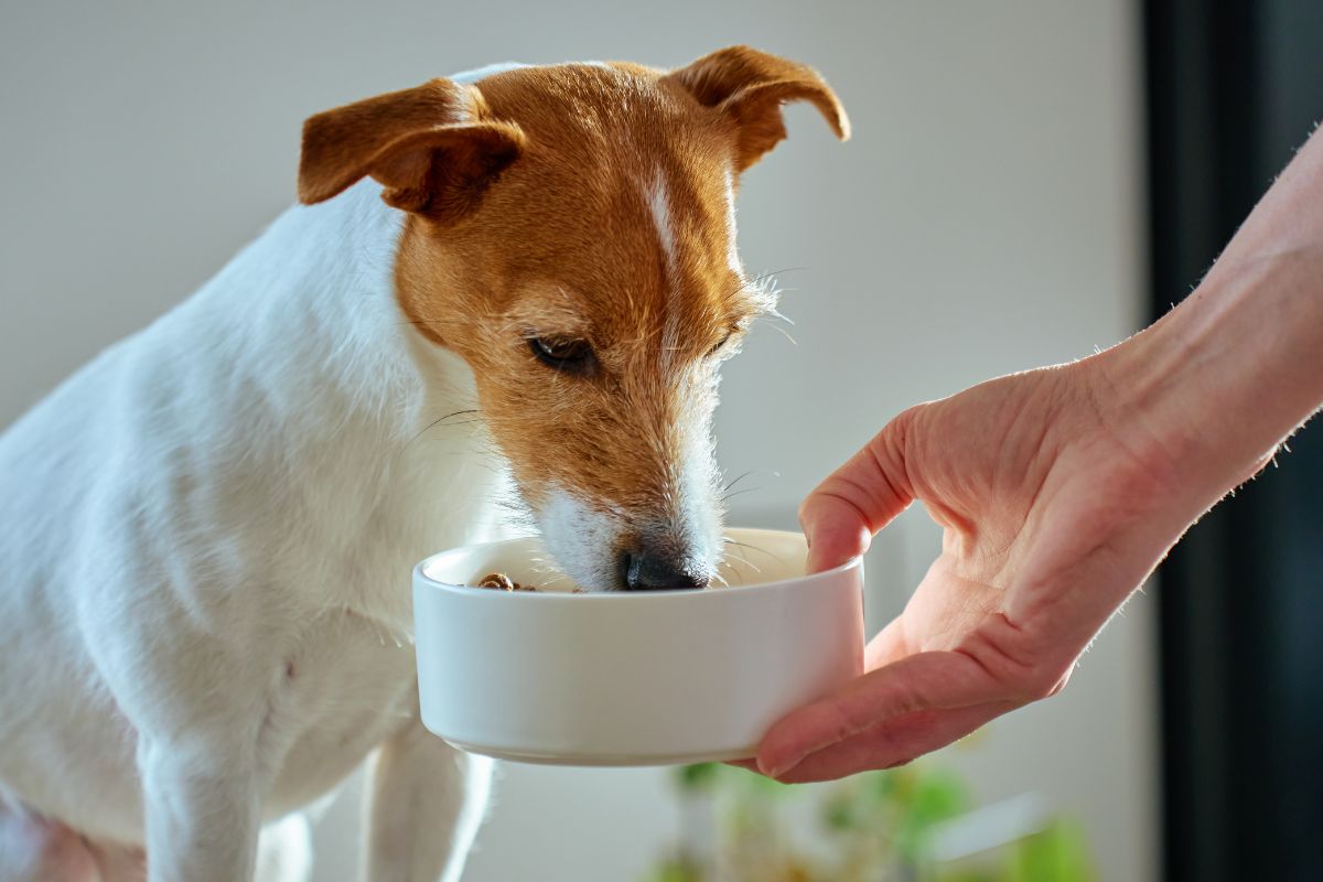 Complete dog food label showing nutritional information