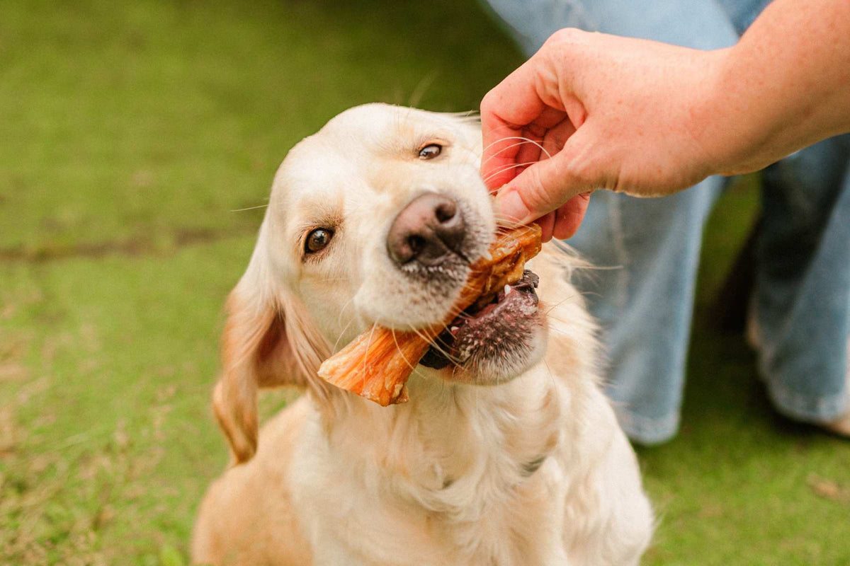 Selection of natural dog treats from Dewkes