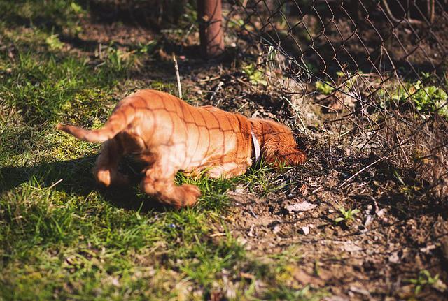 Dog burying a treat outdoors