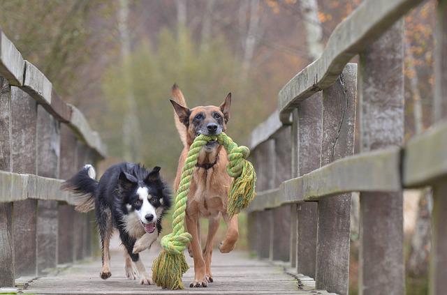Two dogs carrying their favourite toys