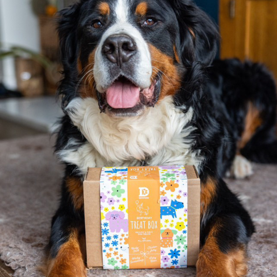 Birthday Dog Treat Gift Box