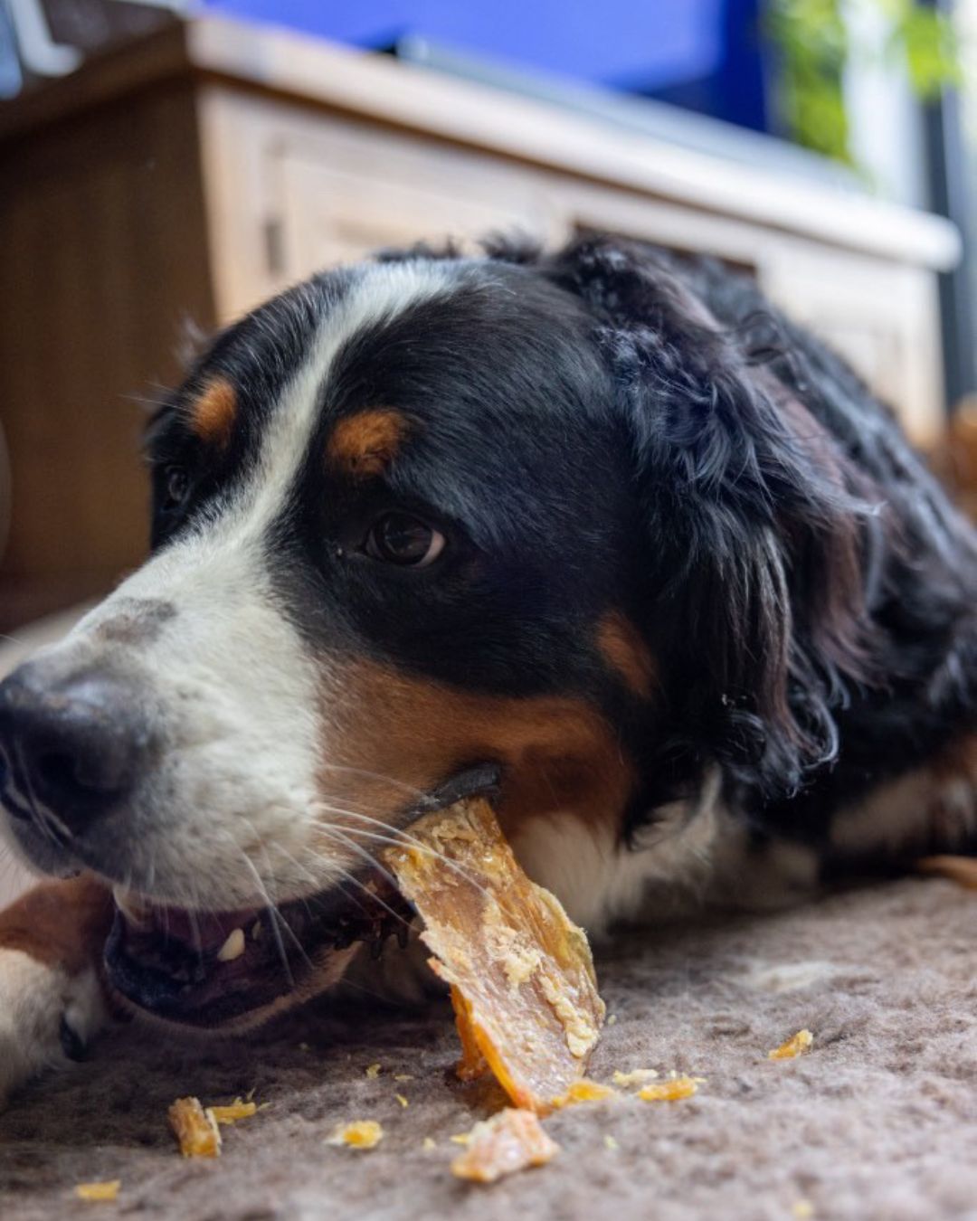 Dewkes Good Boy Treat Box – Natural Rewards for Healthy, Happy Dogs