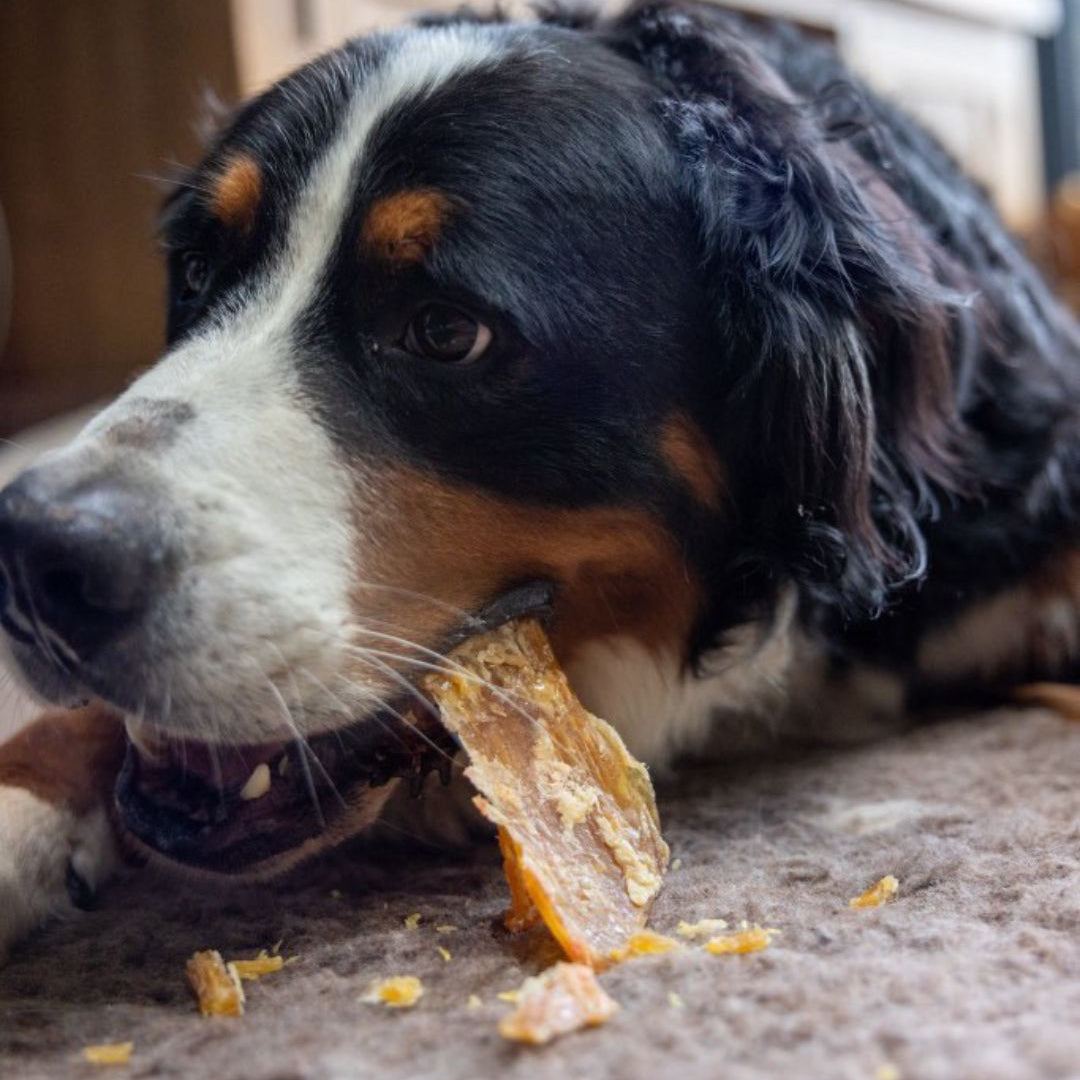 Classic Dog Treat Gift Box