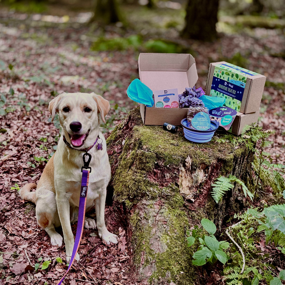 Dewkes and Henry Wag Adventure Treat Gift Box