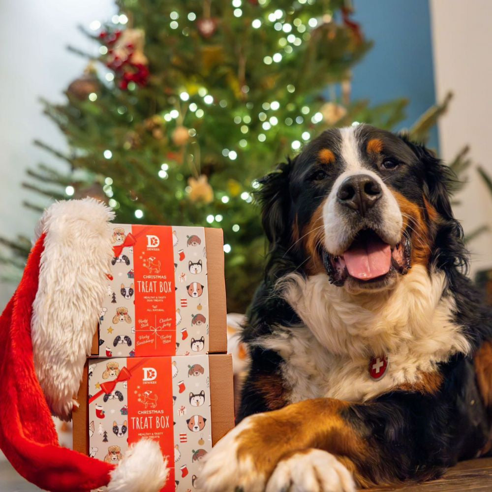Christmas Dog Treat Gift Box