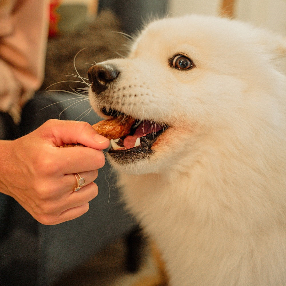 Person feeding a white dog a Dewkes dog treat indoors