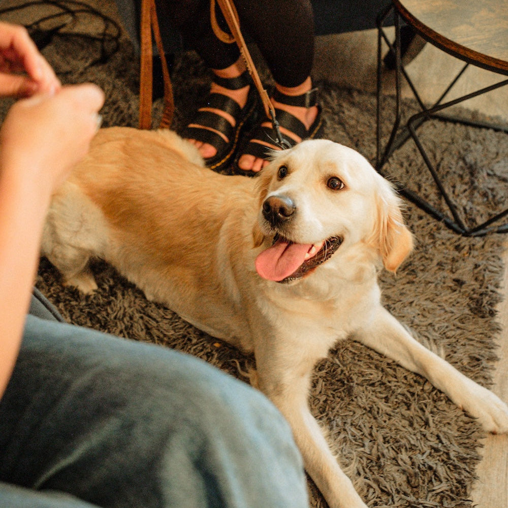 Dog lying on a carpeted floor with a person sitting next to it, holding a leash. Owner is holding a Dewkes dog training treat.