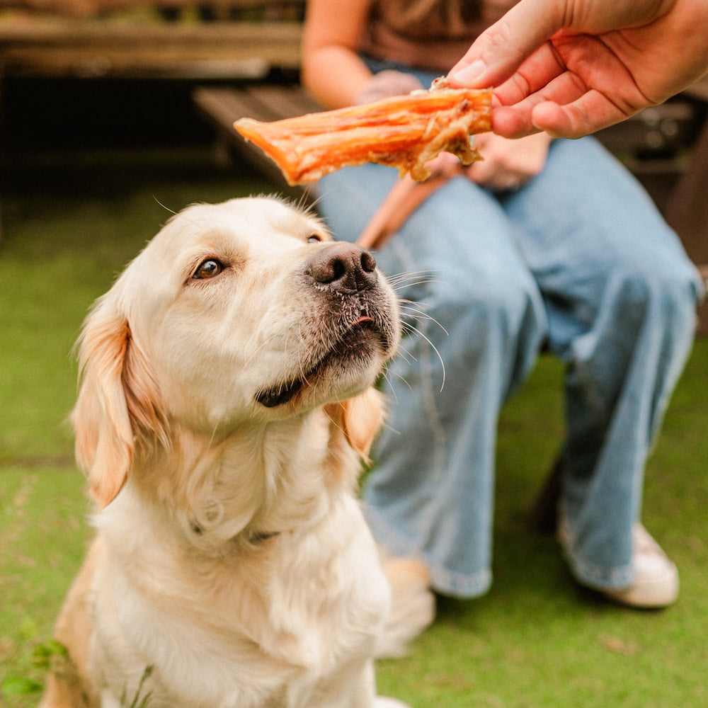 Dog eagerly waiting for a Dewkes dog treat held by a person outdoors on grass