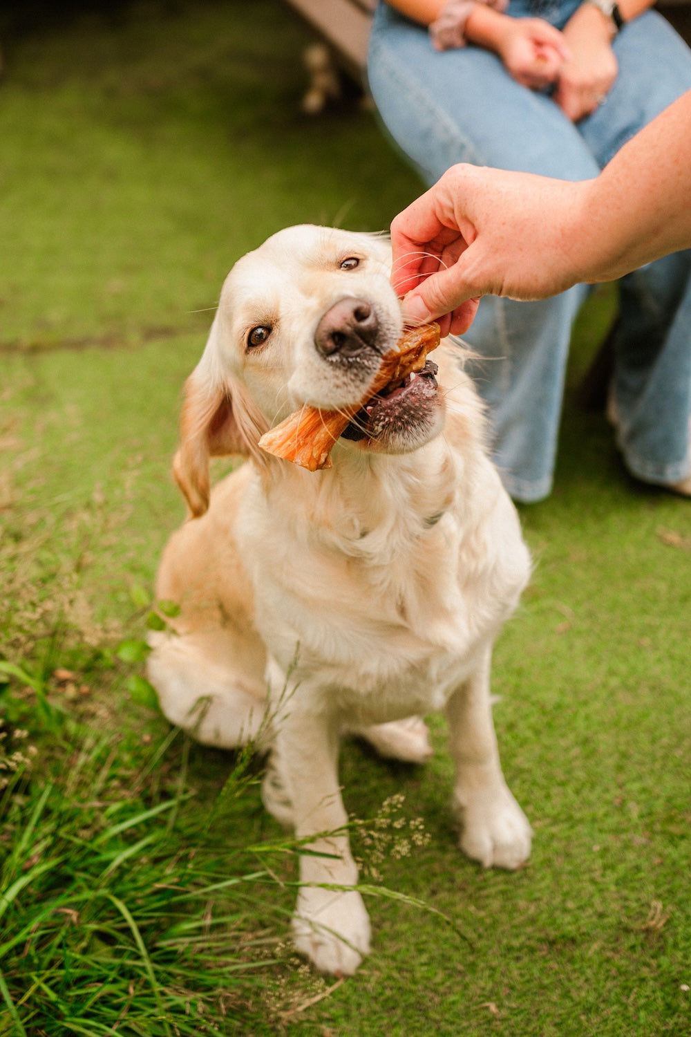 Dewkes Beefy Sticks – Natural Dog Chews for Healthy Teeth and Gums