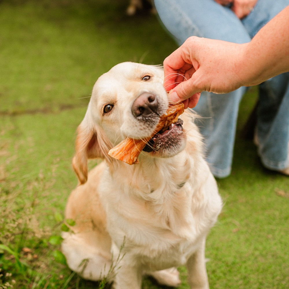 Dog receiving a Dewkes dog treat from a person on a grassy field