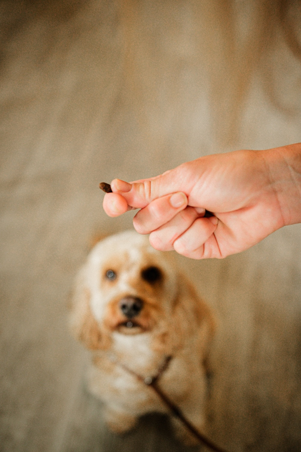 Dewkes Rabbit Training Treat Tin β 100% Natural, Grain-Free Dog Rewards