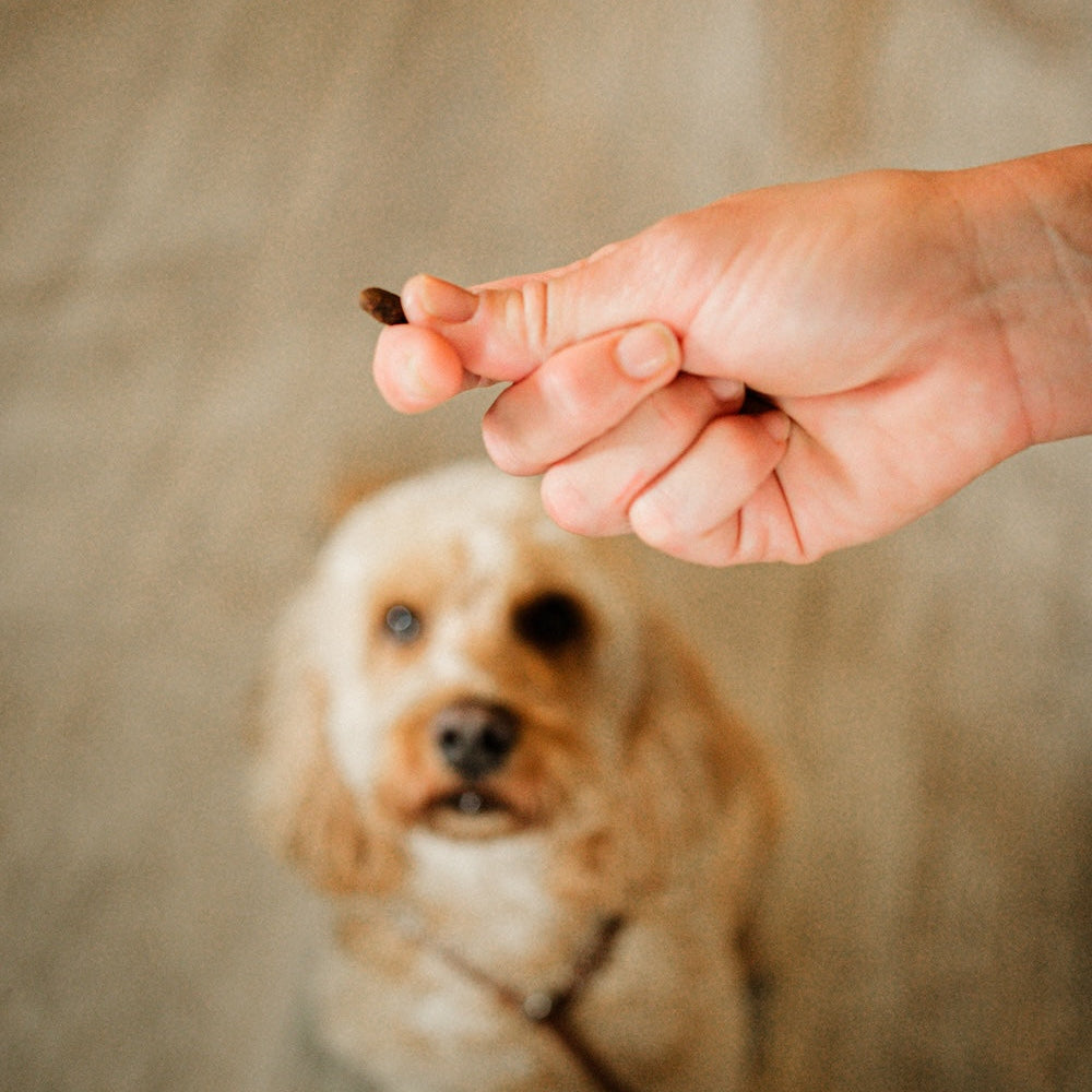 Person holding a Dewkes training treat above a dog's head with a blurred background