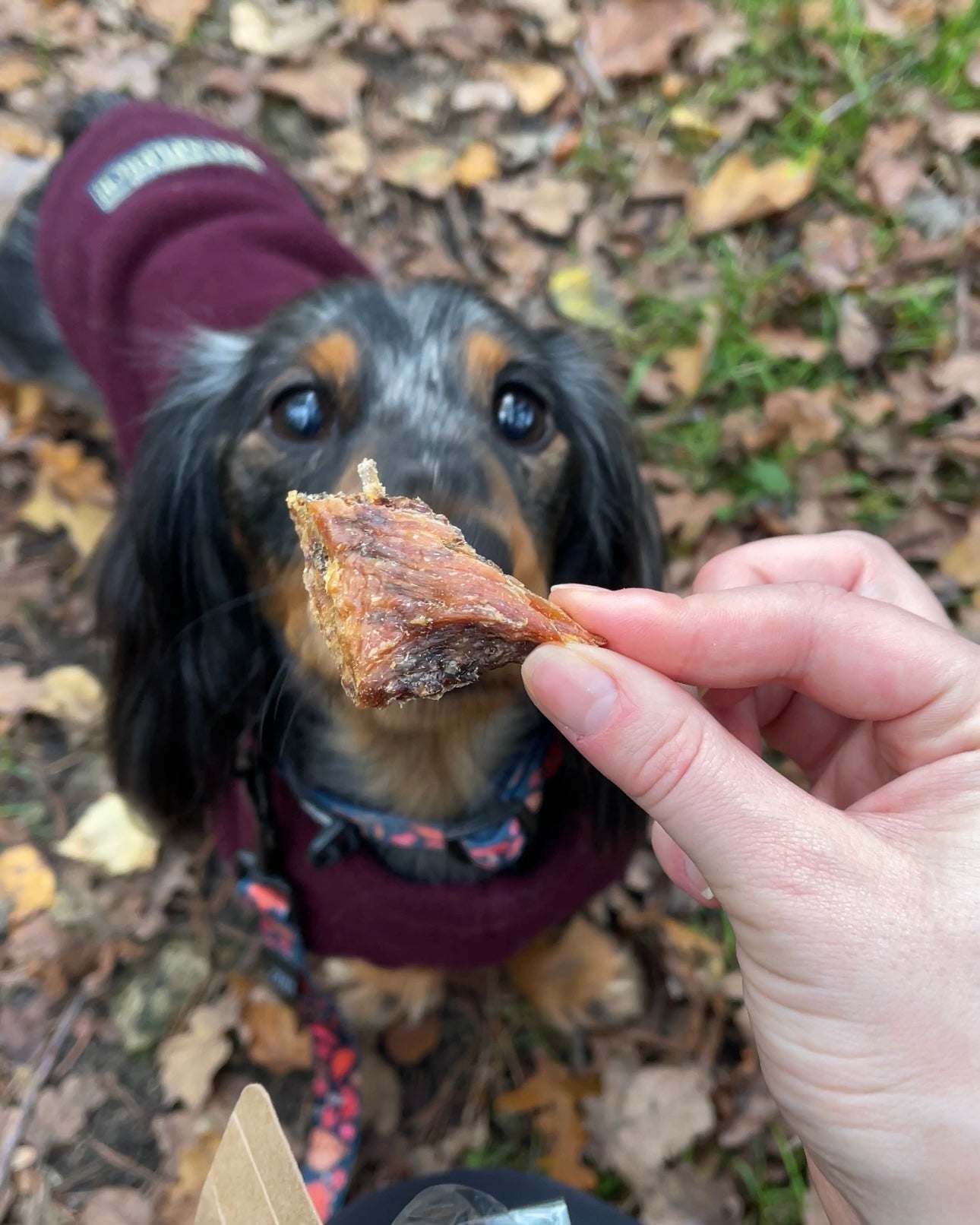Celebration Dog Treat Box