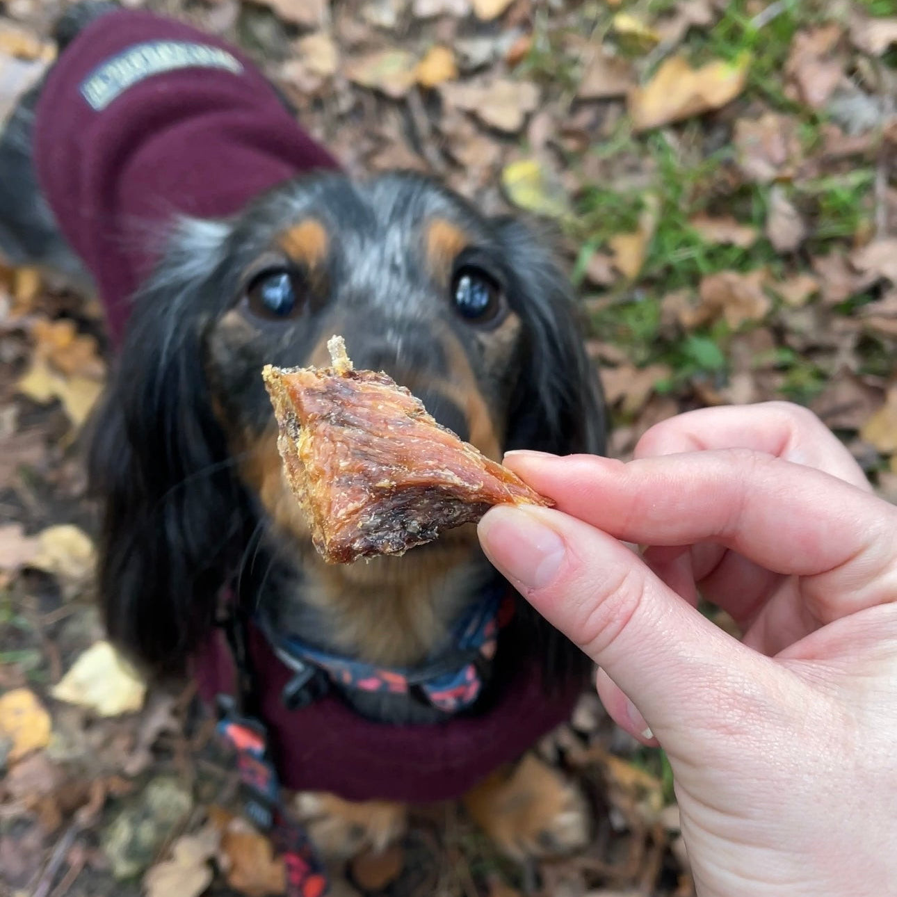 Celebration Dog Treat Gift Box