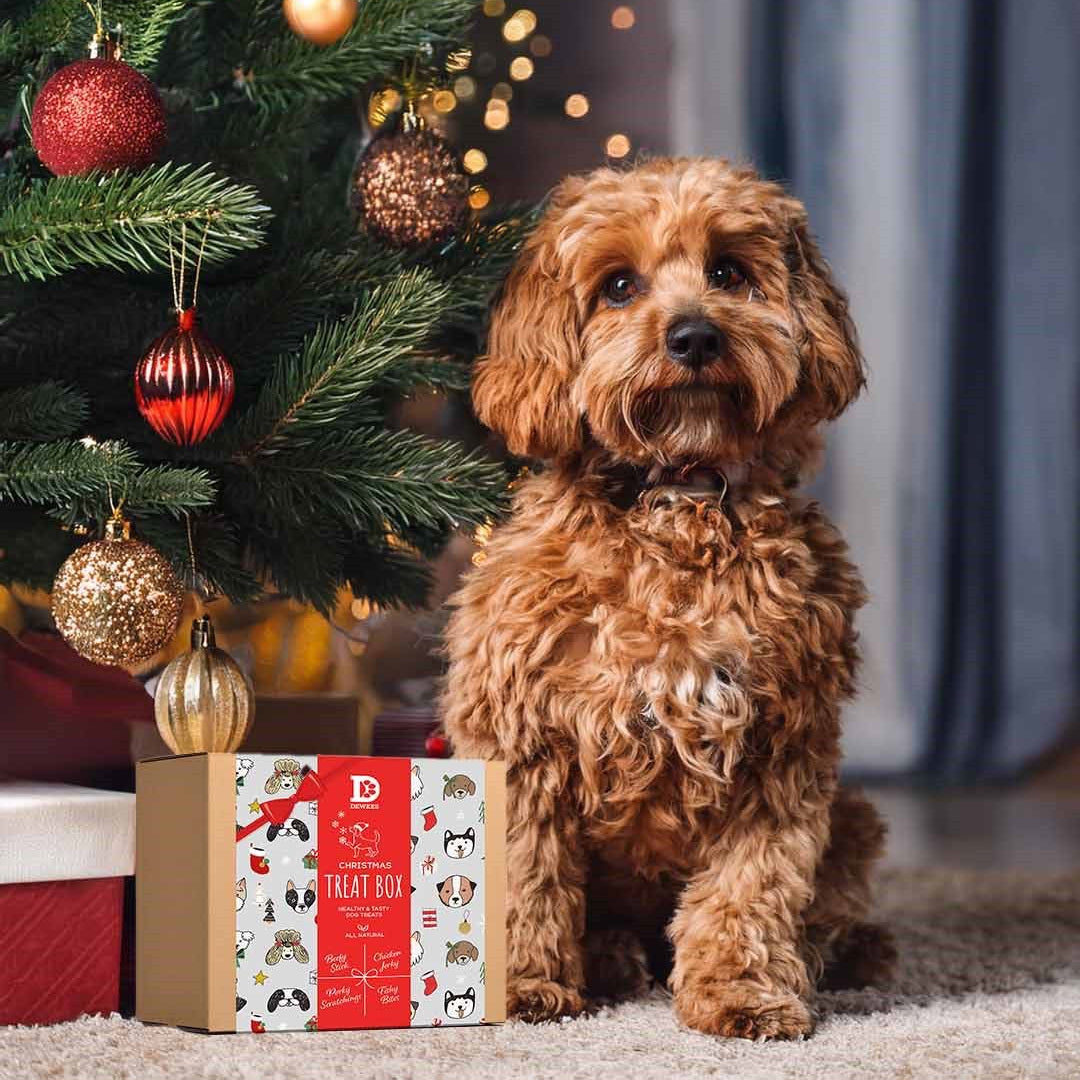 Christmas Dog Treat Gift Box