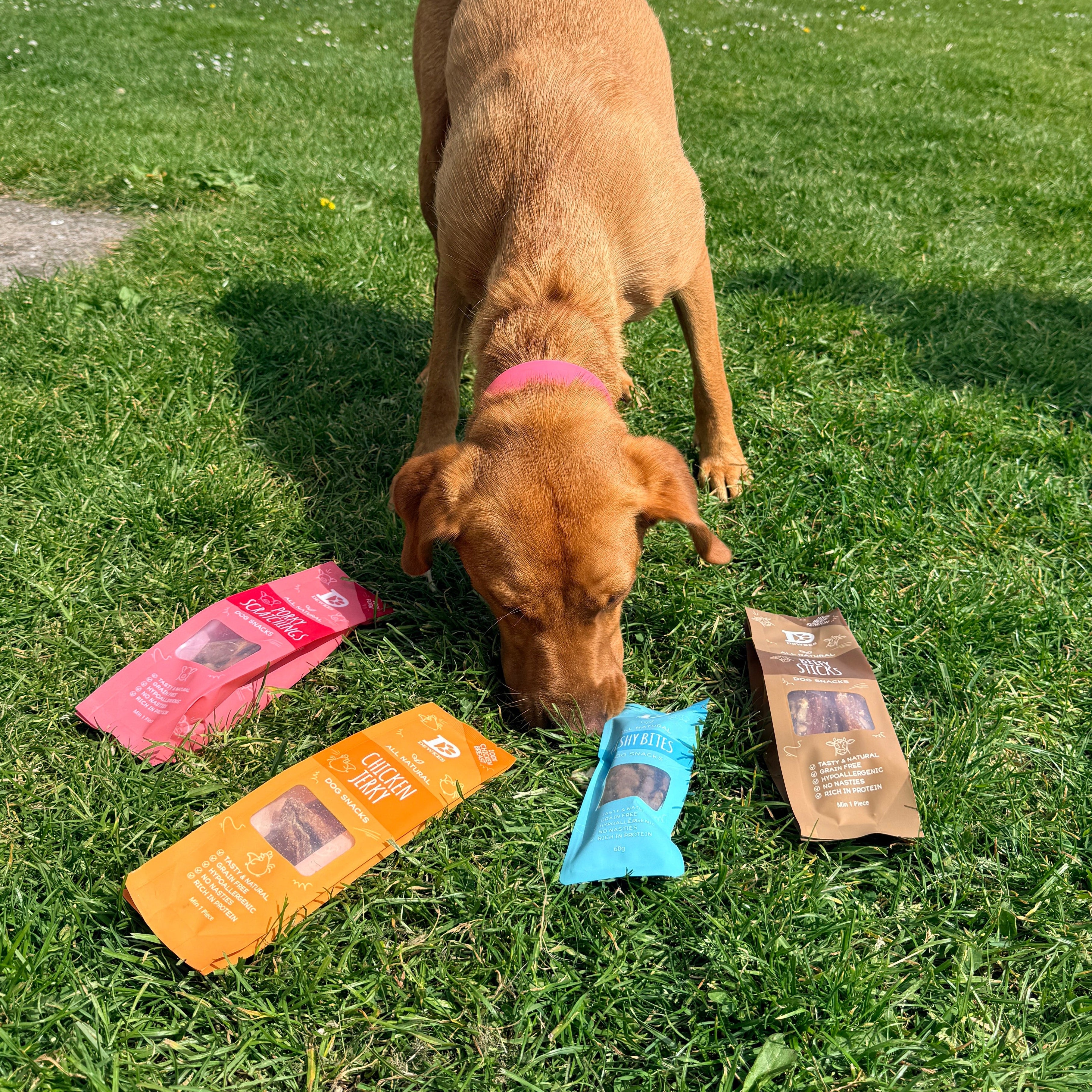 Fox Red Labrador Sniffing Dewkes Snacks