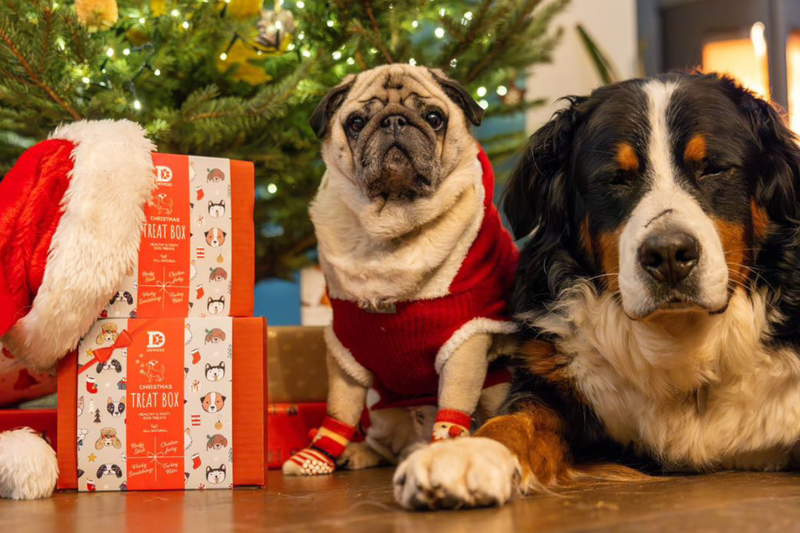 Choosing the Perfect Christmas Treats and Gifts for Your Dog