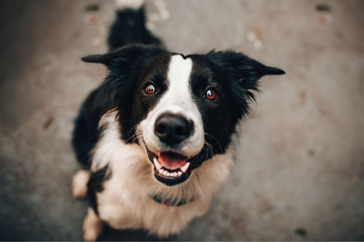 Senior and younger dogs illustrating different dog life stages