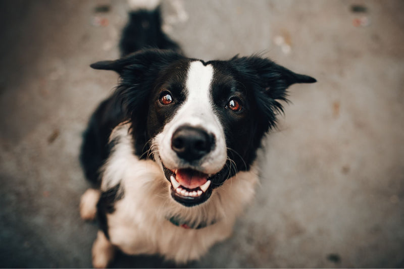 How Old Is My Dog? The Truth About Calculating "Dog Years"