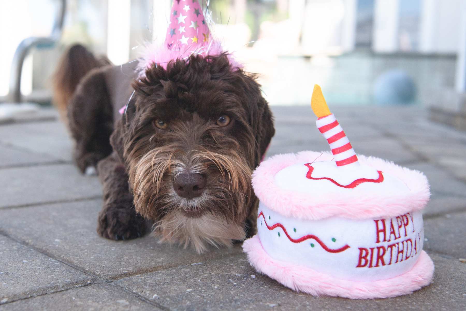 Best Birthday Gifts for Dogs: Healthy and Natural Treat Ideas
