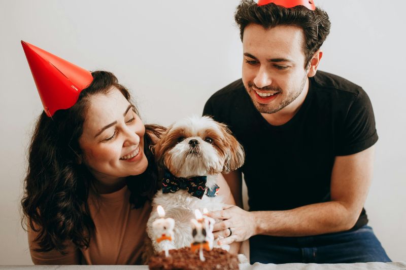 Dog wearing a party hat for its first birthday