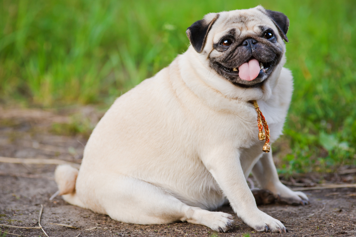 Dog standing on scales for a healthy weight check