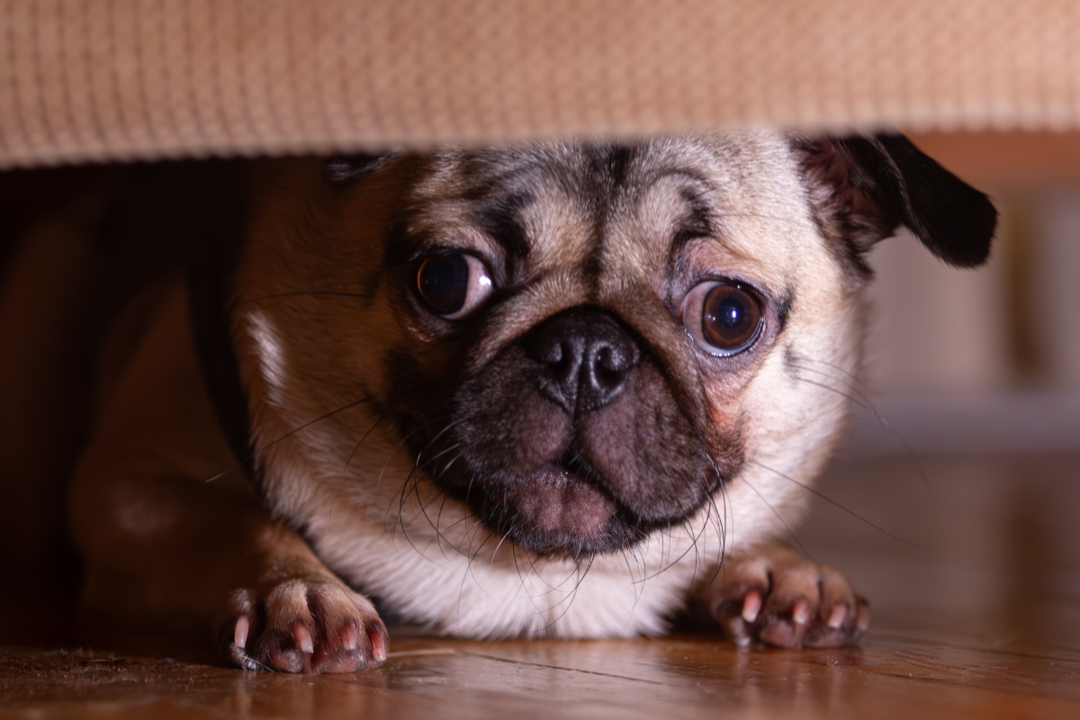 Keep Your Dog Calm This Festive Season