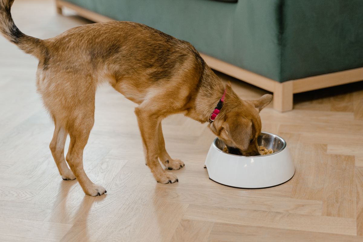 Dog waiting beside an empty food bowl