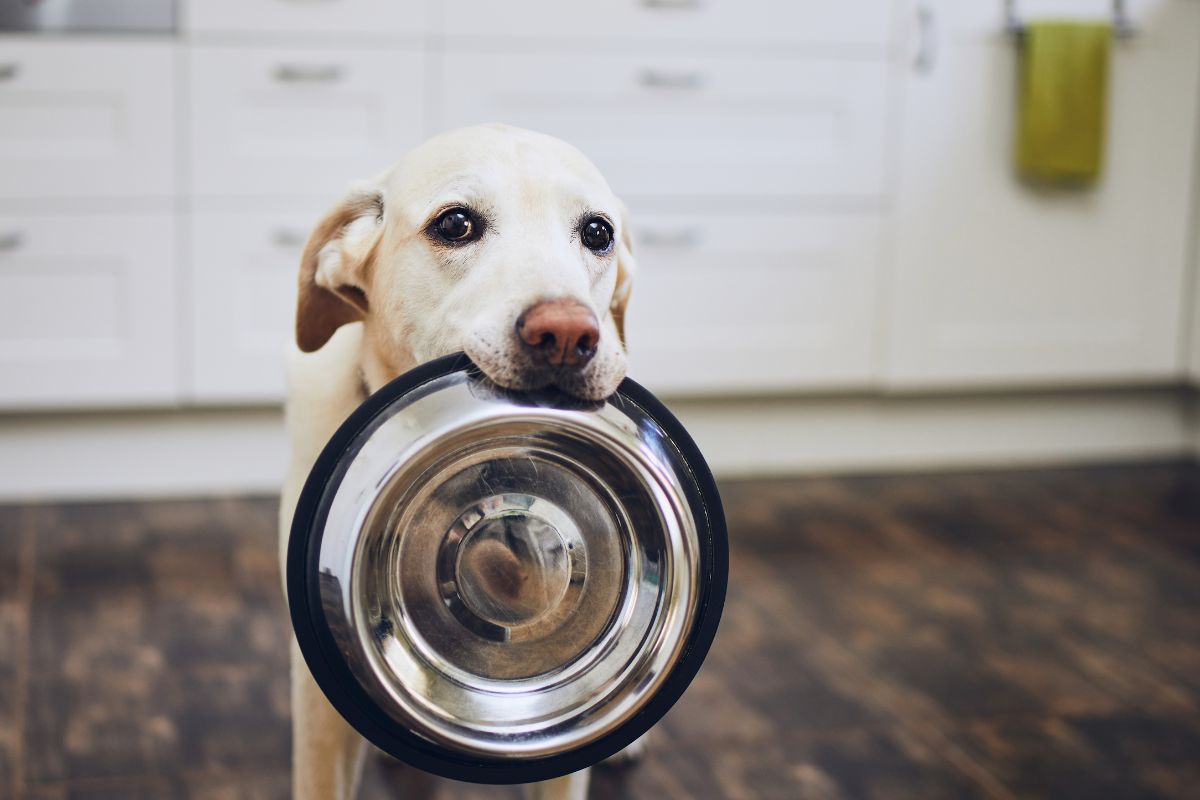 Dog waiting for a measured meal at feeding time