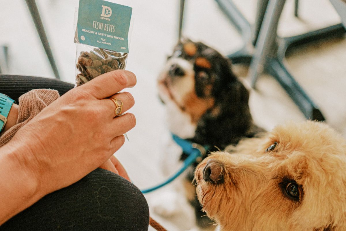 How to train recall in dogs.