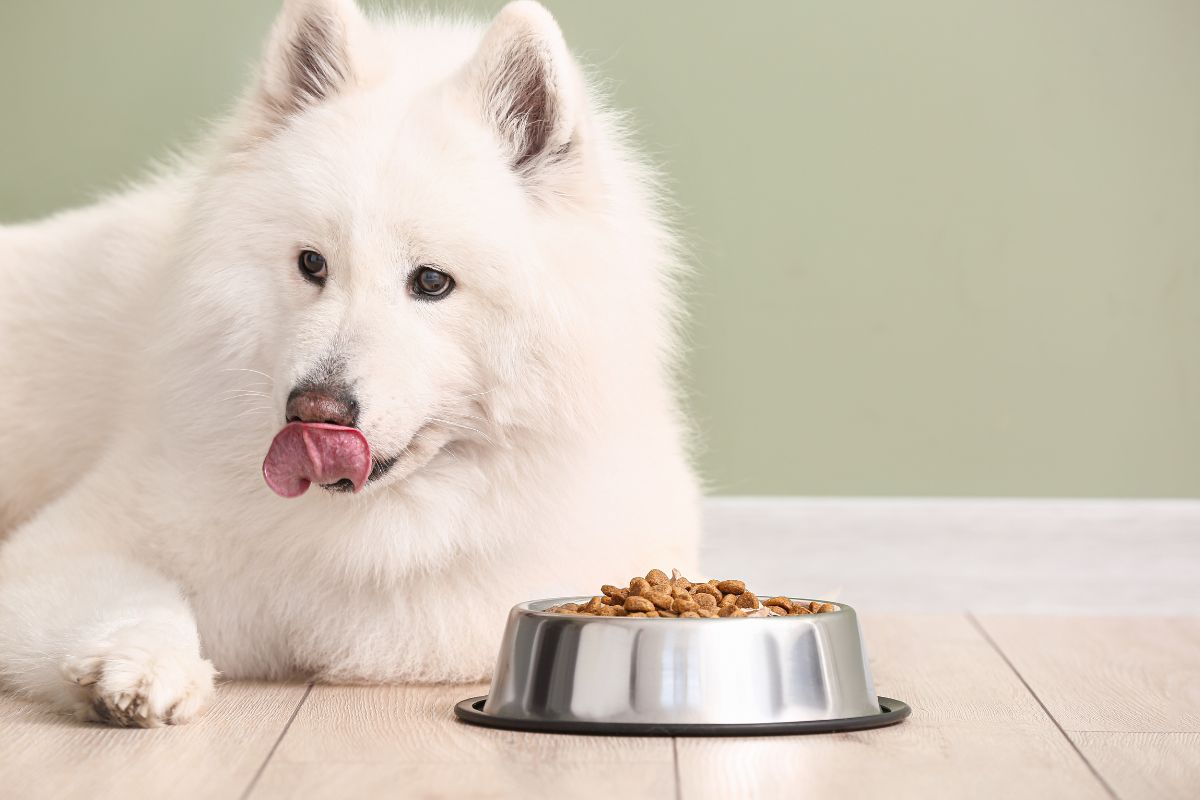 How Do I Know If My Dog Is Doing Well on Their New Food?