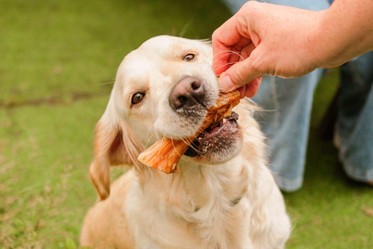 How to Choose the Right Treats for Your Dog