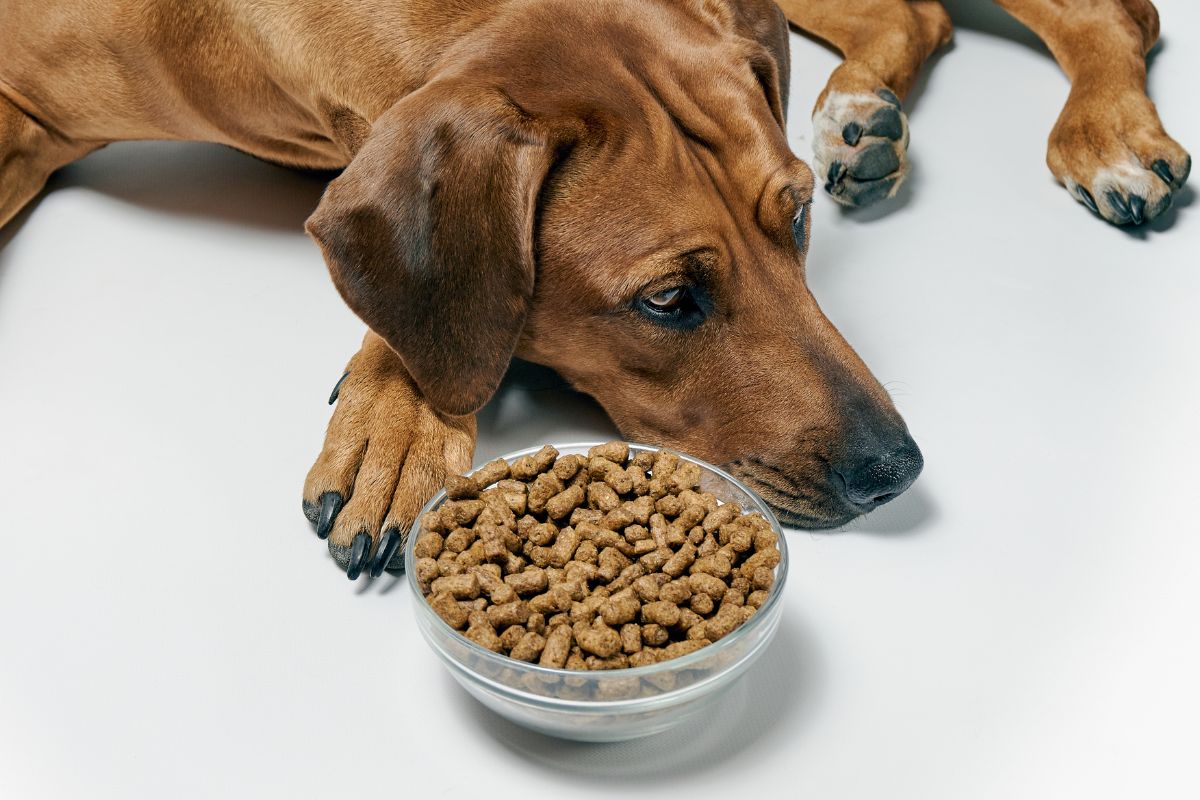 Dog turning away from a bowl of dry food