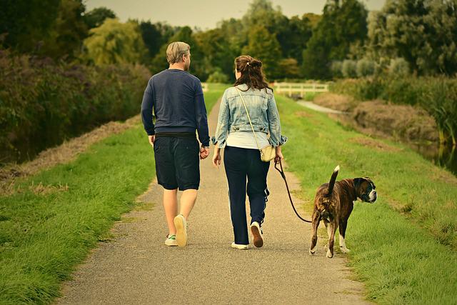 Dog enjoying a walk with its owner