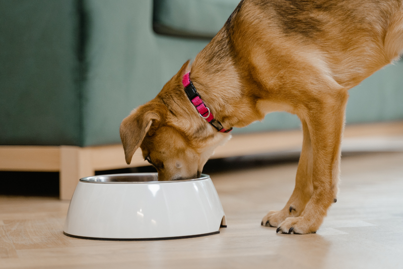 Measured portion of dry dog food in a bowl