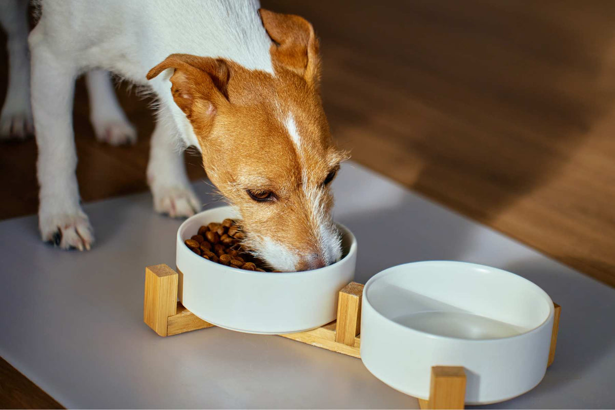 Dog eating dry food from a bowl