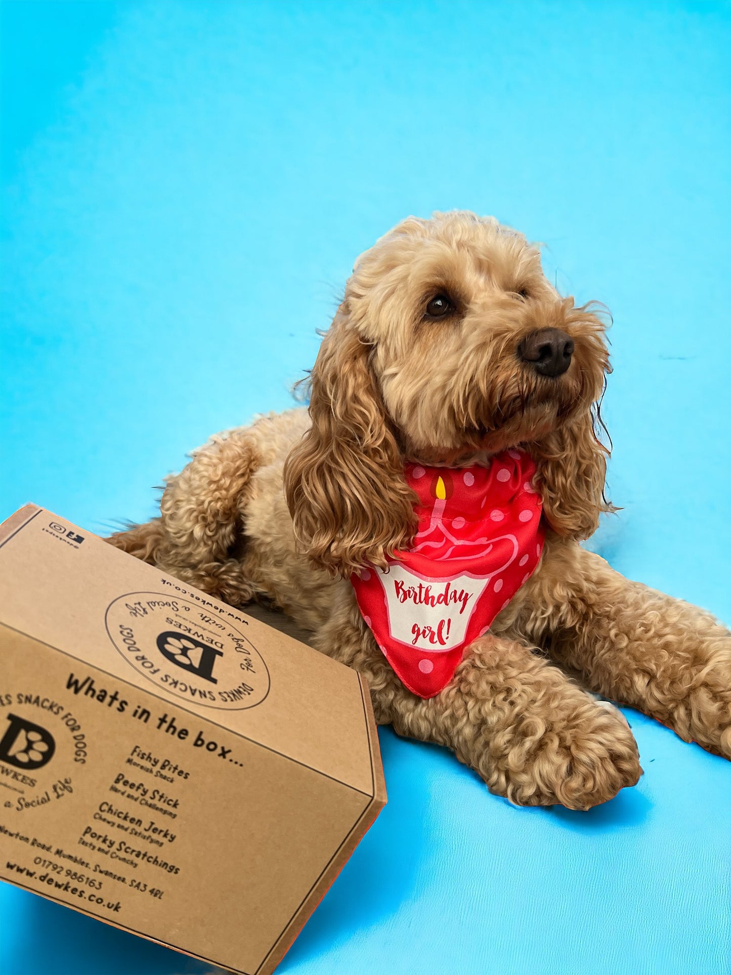 Dewkes Good Girl Treat Box – Natural Rewards for Healthy, Happy Dogs