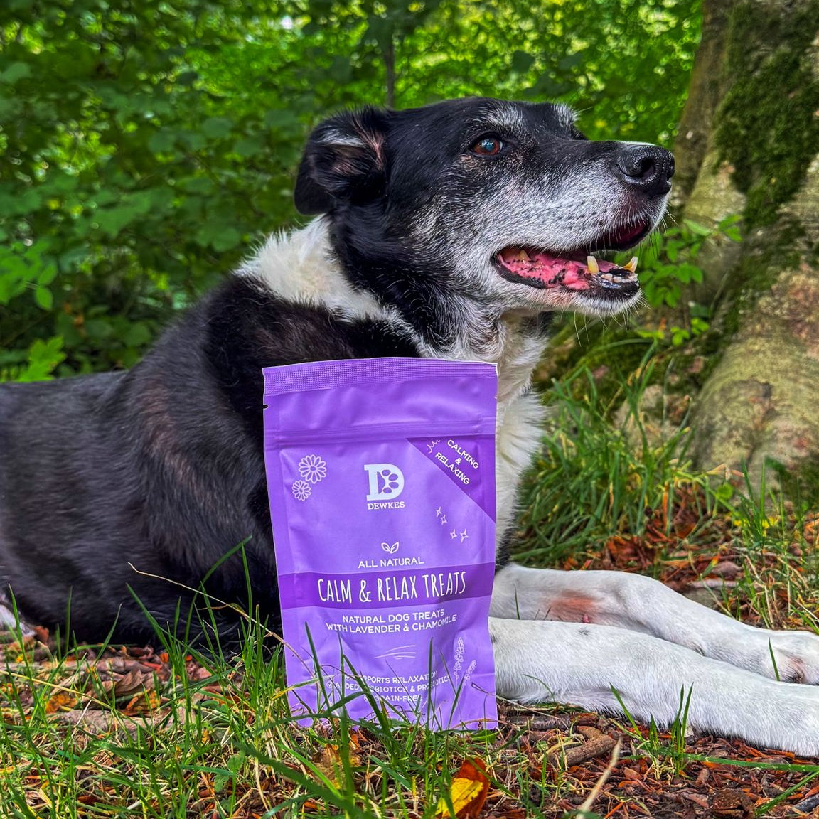 A black and white dog lying on grass in a wooded outdoor setting, with a purple bag of dog treats placed in front of it. The bag reads 'Dewkes Calm & Relax Treats'.